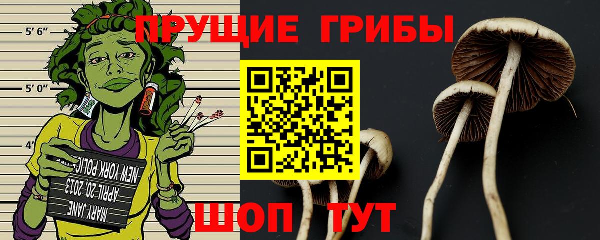 купить наркотик  Псилоцибиновые грибы GOLDEN TEACHER  Верхний Уфалей  Вход с VPN  Галлюциногенные грибы Psilocybine cubensis 